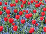 brugesfleur