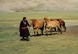 vmongolcheval