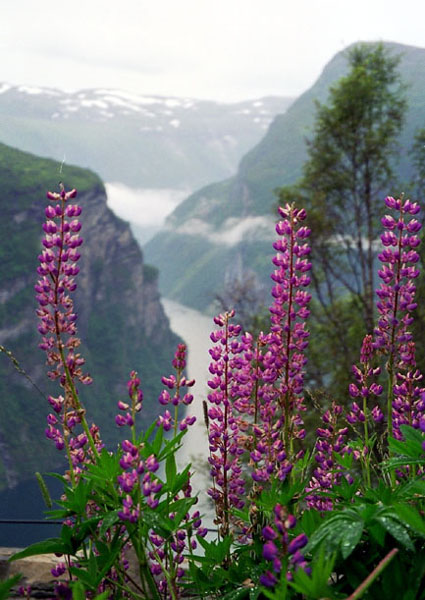 lupin