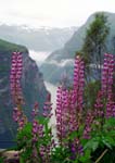 lupin