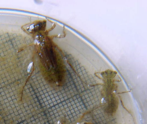 anlarvelibellule
