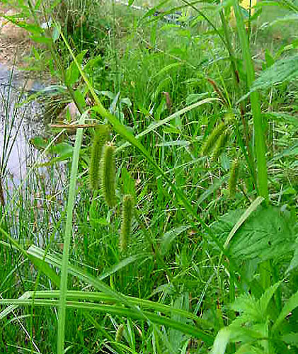 carex