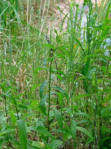 menthe