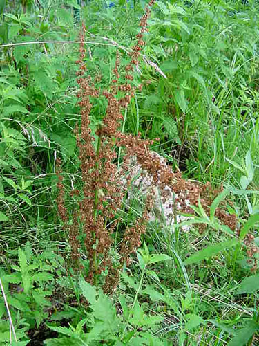rumex