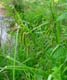 carex