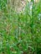 menthe