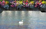 lucerne cygne